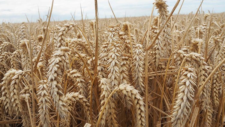 Record wheat crop to help India meet global demand